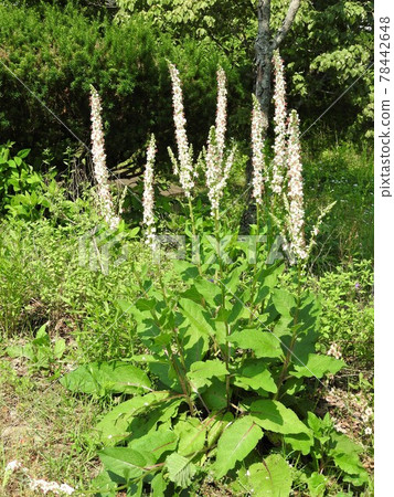 Flowers of the naturalized plant "Shirobanamouzuika" native to Europe, North Africa, etc. 78442648