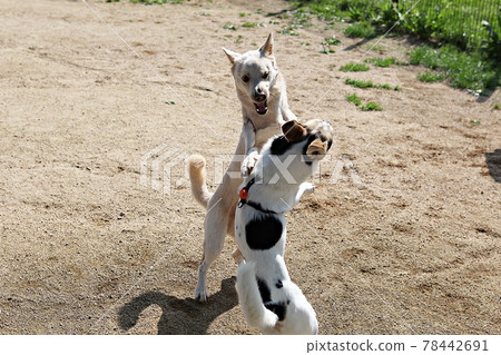 puppy puppy 78442691