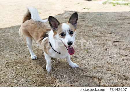 puppy puppy 78442697