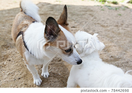 puppy puppy 78442698