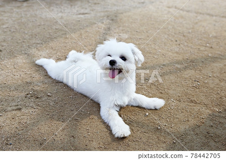 puppy 78442705