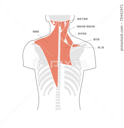 Illustration of back / shoulder muscles and bones 78442971