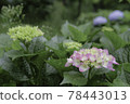 Hydrangea 78443013