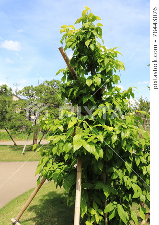 Japanese allspice tree covered with leaves Japanese allspice tree covered with leaves 78443076