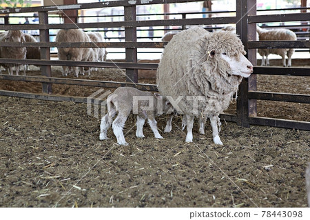 羊 78443098