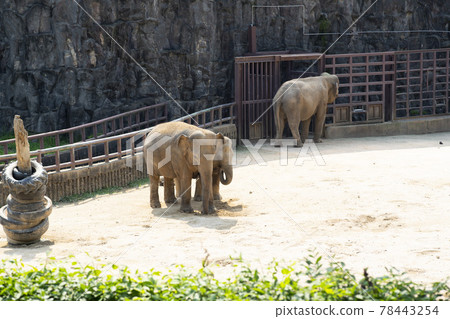 elephant elephant 78443254