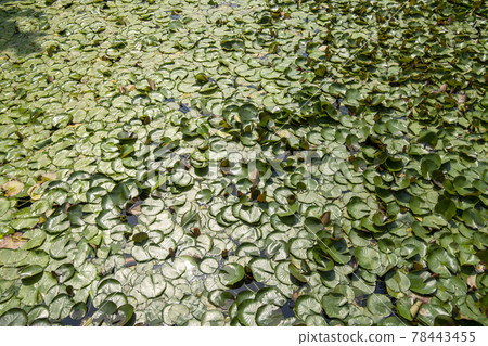 Seoul National University Park Seoul National University Park 78443455