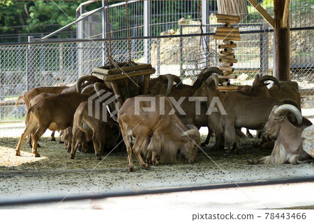 Seoul National University Park Seoul National University Park 78443466