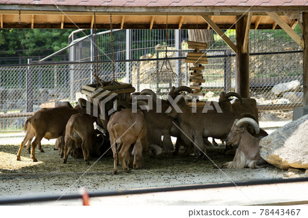 Seoul National University Park Seoul National University Park 78443467