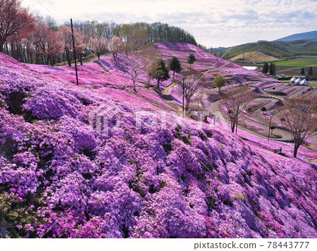 Toigakko Shiba Sakura Park 78443777