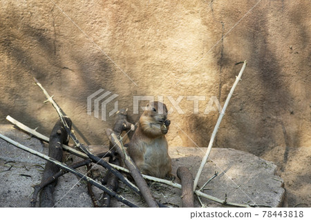 首爾國立大學公園 首爾國立大學公園 78443818