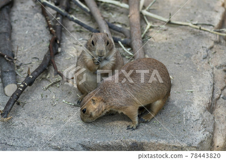 首爾國立大學公園 首爾國立大學公園 78443820