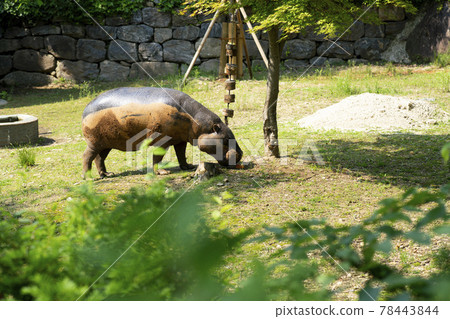 首爾國立大學公園 78443844