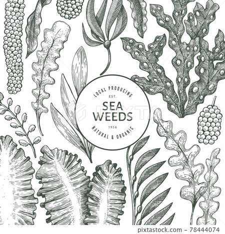 Seaweed design template. Hand drawn vector seaweeds illustration. Engraved style sea food banner. Retro sea plants background 78444074