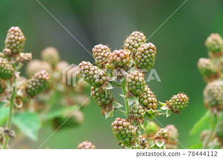 Blackberry young fruit June Blackberry young fruit June 78444112