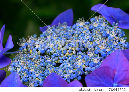  繡球 78444232