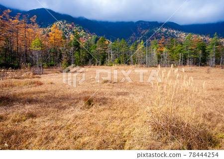 長野縣上高地的秋葉 長野縣上高地的秋葉 78444254