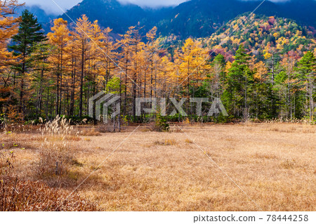 長野縣上高地的秋葉 長野縣上高地的秋葉 78444258