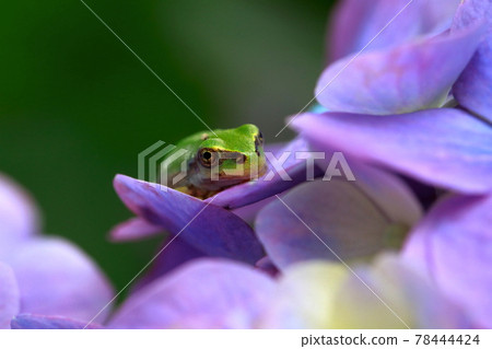 A frog that perches on a hydrangea A frog that perches on a hydrangea 78444424