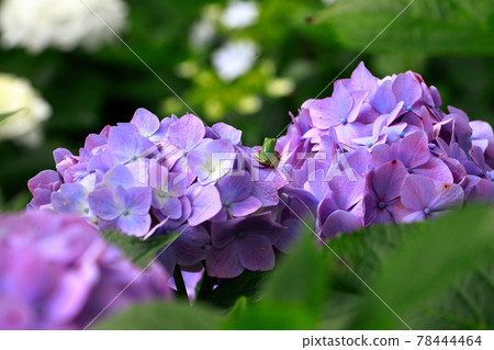 A frog that perches on a hydrangea 78444464
