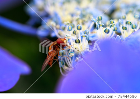 Hydrangea and bees 78444580