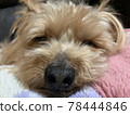 Yorkie 78444846
