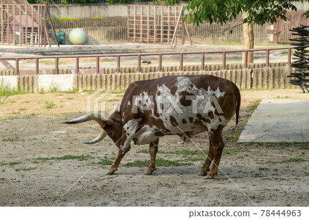 buffalo buffalo 78444963