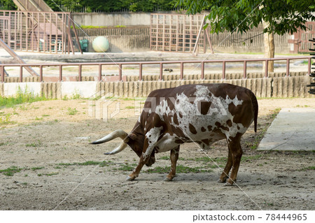 buffalo buffalo 78444965