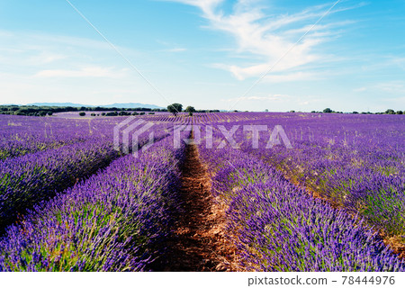 Lavender fields. Summer sunset landscape in Brihuega Lavender fields. Summer sunset landscape in Brihuega 78444976