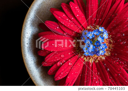 紅色非洲菊上的藍色遺忘草 紅色非洲菊上的藍色遺忘草 78445103