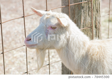 等待食物的白山羊 78445300
