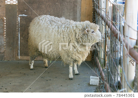 靜岡縣富士宮牧場奶地的羊 78445301