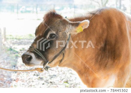 Jersey cow at Fujinomiya ranch in Shizuoka prefecture Jersey cow at Fujinomiya ranch in Shizuoka prefecture 78445302