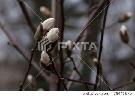 White maglolia flower blossom in black background White maglolia flower blossom in black background 78445679