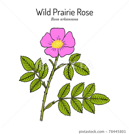 Wild prairie rose Rosa arkansana , ornamental... - Stock Illustration ...