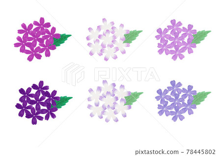 Verbena 78445802