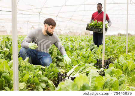 Harvesting mangold in a greenhouse - cleaning and storage Harvesting mangold in a greenhouse - cleaning and storage 78445929