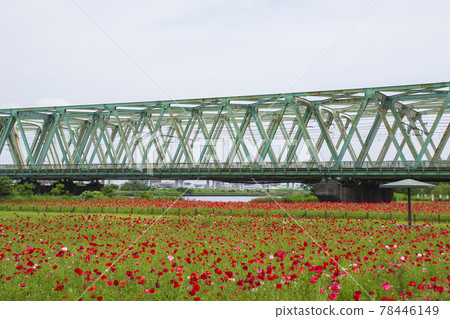 Poppy field in Komatsugawa Athletic Park Poppy field in Komatsugawa Athletic Park 78446149