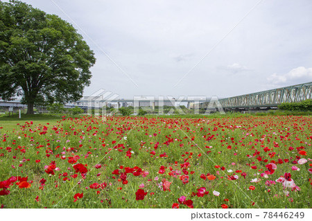 Poppy field in Komatsugawa Athletic Park Poppy field in Komatsugawa Athletic Park 78446249