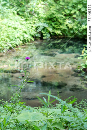 Image of fresh green and clear stream (Hiruzen Plateau Shiogama) Image of fresh green and clear stream (Hiruzen Plateau Shiogama) 78446331