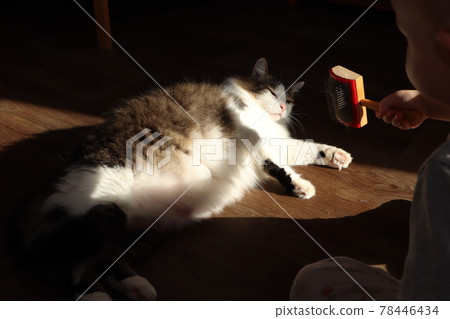 A little boy is combing a cat with a special scab. Norwegian Forest Cat enjoying the sun 78446434