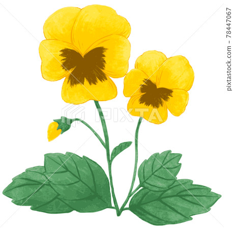 Pansy hand-painted Pansy hand-painted 78447067