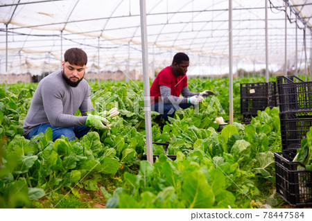Young worker cutting green chard on farm plantation 78447584