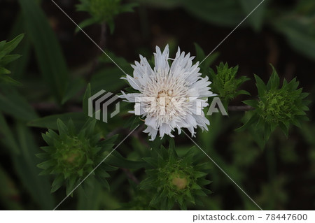 Stokesia flowers blooming in the spring garden Stokesia flowers blooming in the spring garden 78447600