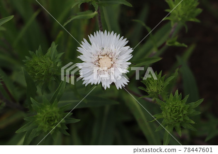 Stokesia 花盛開在春天的花園裡 Stokesia 花盛開在春天的花園裡 78447601