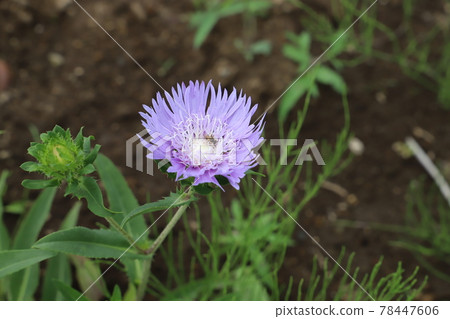 Stokesia flowers blooming in the spring garden Stokesia flowers blooming in the spring garden 78447606