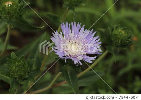 Stokesia flowers blooming in the spring garden Stokesia flowers blooming in the spring garden 78447607