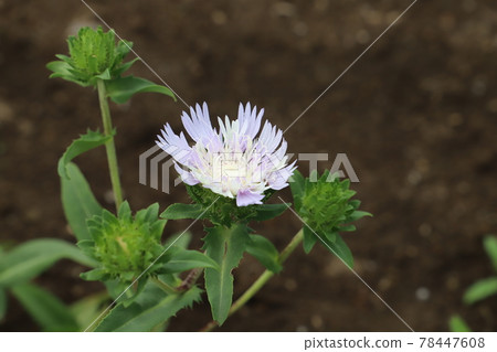 Stokesia flowers blooming in the spring garden 78447608