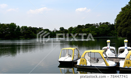 晴天的天鵝船和池塘（高品質） 78447741