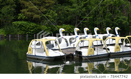 天鵝船倒映在水面（高畫質） 78447742